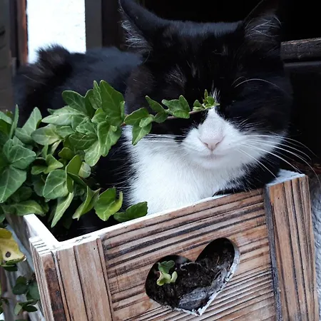 Principe 3* Cortina dʼAmpezzo