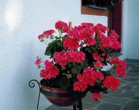 فندق Principe 3*