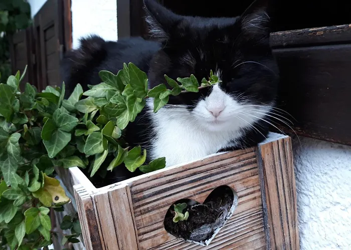 Principe 3* Cortina dʼAmpezzo